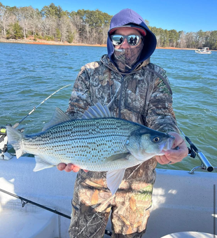 Bass galore on Lake Lanier! 